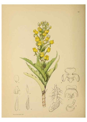 Reproducción/Reproduction 49757733706: The Flowering plants of Africa.. Pretoria [etc.]Botanical Research Institute, Dept. of Agricultural Technical Services, Republic of South Africa.. 