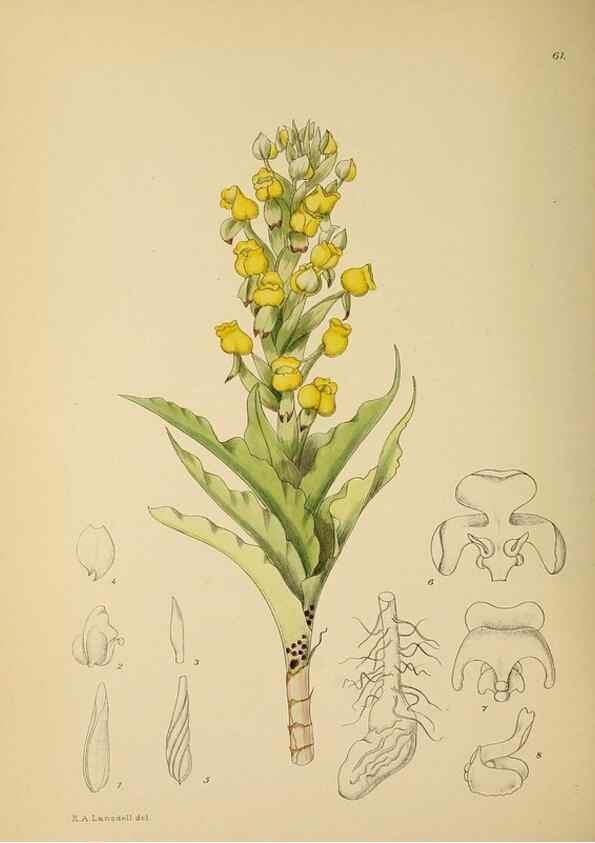 Reproducción/Reproduction 49757733706: The Flowering plants of Africa.. Pretoria [etc.]Botanical Research Institute, Dept. of Agricultural Technical Services, Republic of South Africa.. 