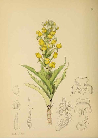 Reproducción/Reproduction 49757733706: The Flowering plants of Africa.. Pretoria [etc.]Botanical Research Institute, Dept. of Agricultural Technical Services, Republic of South Africa.. 