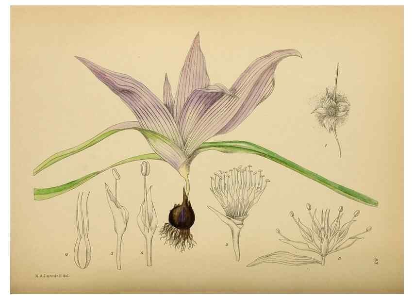 Reproducción/Reproduction 49757731516: The Flowering plants of Africa.. Pretoria [etc.]Botanical Research Institute, Dept. of Agricultural Technical Services, Republic of South Africa.. 
