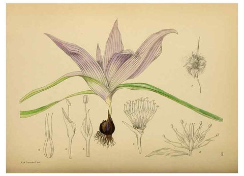 Reproducción/Reproduction 49757731516: The Flowering plants of Africa.. Pretoria [etc.]Botanical Research Institute, Dept. of Agricultural Technical Services, Republic of South Africa.. 