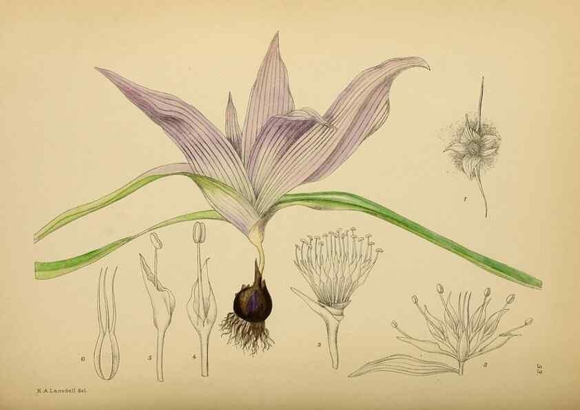Reproducción/Reproduction 49757731516: The Flowering plants of Africa.. Pretoria [etc.]Botanical Research Institute, Dept. of Agricultural Technical Services, Republic of South Africa.. 