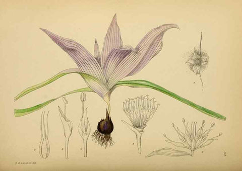 Reproducción/Reproduction 49757731516: The Flowering plants of Africa.. Pretoria [etc.]Botanical Research Institute, Dept. of Agricultural Technical Services, Republic of South Africa.. 