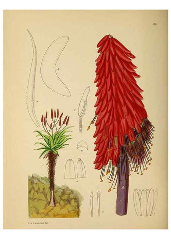 Reproducción/Reproduction 49757204828: The Flowering plants of Africa.. Pretoria [etc.]Botanical Research Institute, Dept. of Agricultural Technical Services, Republic of South Africa.. 