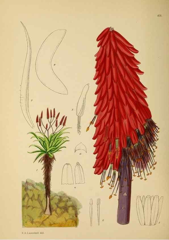 Reproducción/Reproduction 49757204828: The Flowering plants of Africa.. Pretoria [etc.]Botanical Research Institute, Dept. of Agricultural Technical Services, Republic of South Africa.. 