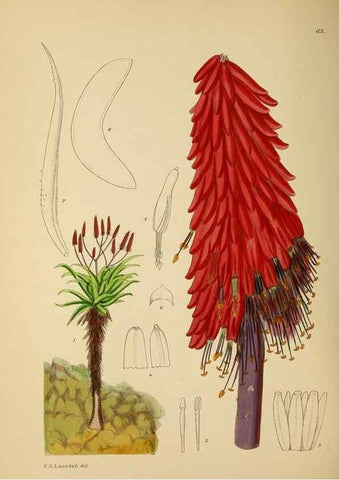 Reproducción/Reproduction 49757204828: The Flowering plants of Africa.. Pretoria [etc.]Botanical Research Institute, Dept. of Agricultural Technical Services, Republic of South Africa.. 