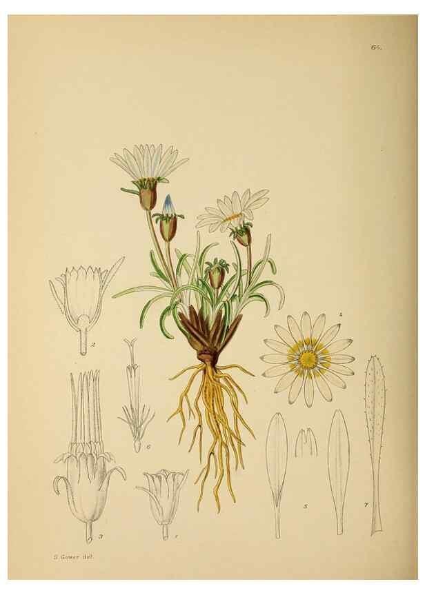 Reproducción/Reproduction 49757205463: The Flowering plants of Africa.. Pretoria [etc.]Botanical Research Institute, Dept. of Agricultural Technical Services, Republic of South Africa.. 