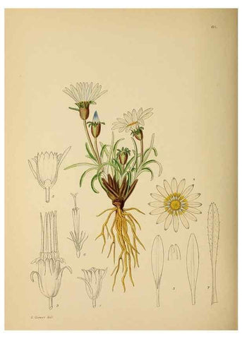 Reproducción/Reproduction 49757205463: The Flowering plants of Africa.. Pretoria [etc.]Botanical Research Institute, Dept. of Agricultural Technical Services, Republic of South Africa.. 