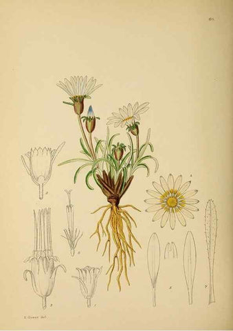 Reproducción/Reproduction 49757205463: The Flowering plants of Africa.. Pretoria [etc.]Botanical Research Institute, Dept. of Agricultural Technical Services, Republic of South Africa.. 