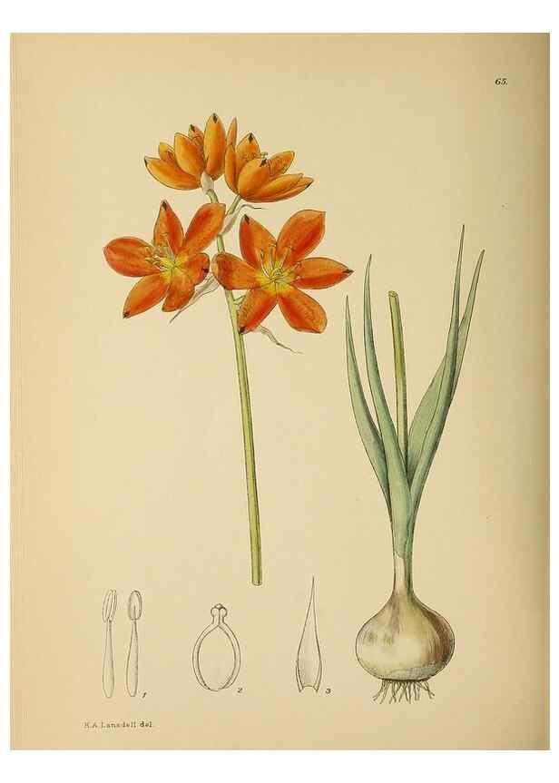 Reproducción/Reproduction 49758066657: The Flowering plants of Africa.. Pretoria [etc.]Botanical Research Institute, Dept. of Agricultural Technical Services, Republic of South Africa.. 