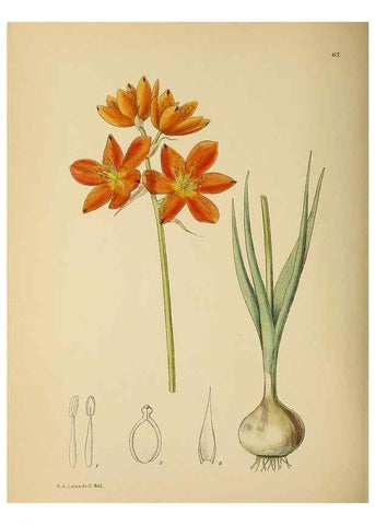 Reproducción/Reproduction 49758066657: The Flowering plants of Africa.. Pretoria [etc.]Botanical Research Institute, Dept. of Agricultural Technical Services, Republic of South Africa.. 