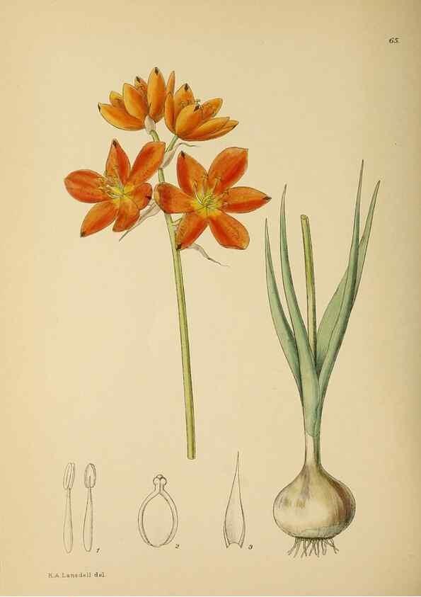 Reproducción/Reproduction 49758066657: The Flowering plants of Africa.. Pretoria [etc.]Botanical Research Institute, Dept. of Agricultural Technical Services, Republic of South Africa.. 