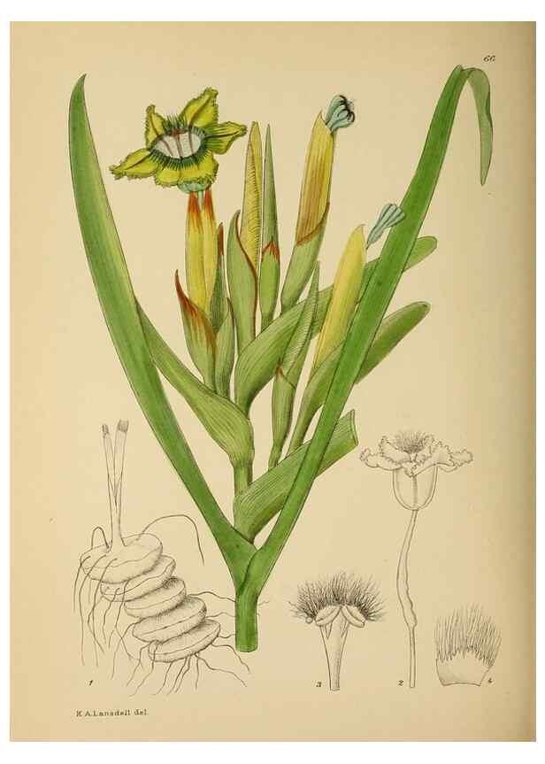 Reproducción/Reproduction 49757735001: The Flowering plants of Africa.. Pretoria [etc.]Botanical Research Institute, Dept. of Agricultural Technical Services, Republic of South Africa.. 