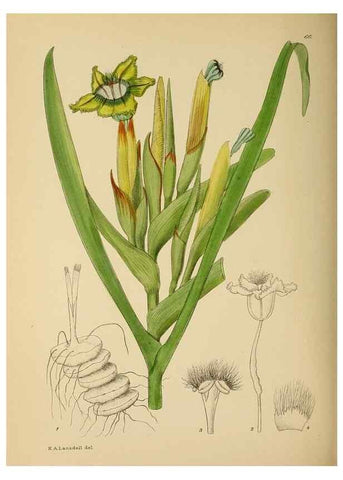 Reproducción/Reproduction 49757735001: The Flowering plants of Africa.. Pretoria [etc.]Botanical Research Institute, Dept. of Agricultural Technical Services, Republic of South Africa.. 