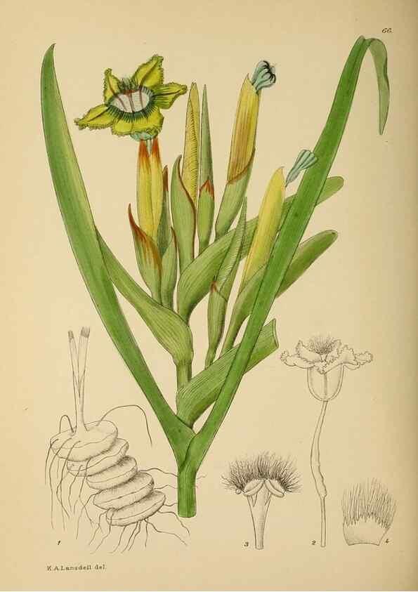 Reproducción/Reproduction 49757735001: The Flowering plants of Africa.. Pretoria [etc.]Botanical Research Institute, Dept. of Agricultural Technical Services, Republic of South Africa.. 
