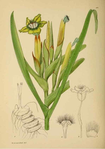 Reproducción/Reproduction 49757735001: The Flowering plants of Africa.. Pretoria [etc.]Botanical Research Institute, Dept. of Agricultural Technical Services, Republic of South Africa.. 