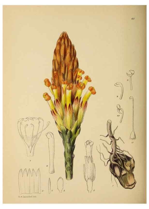 Reproducción/Reproduction 49758067147: The Flowering plants of Africa.. Pretoria [etc.]Botanical Research Institute, Dept. of Agricultural Technical Services, Republic of South Africa.. 