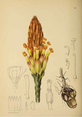Reproducción/Reproduction 49758067147: The Flowering plants of Africa.. Pretoria [etc.]Botanical Research Institute, Dept. of Agricultural Technical Services, Republic of South Africa.. 
