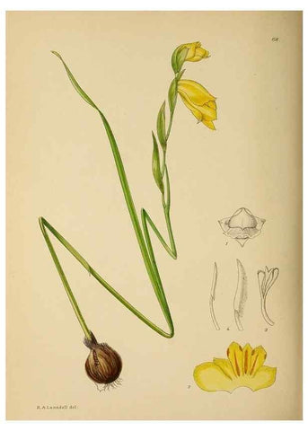 Reproducción/Reproduction 49757735416: The Flowering plants of Africa.. Pretoria [etc.]Botanical Research Institute, Dept. of Agricultural Technical Services, Republic of South Africa.. 