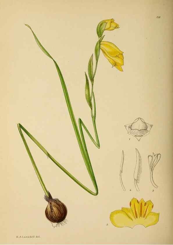 Reproducción/Reproduction 49757735416: The Flowering plants of Africa.. Pretoria [etc.]Botanical Research Institute, Dept. of Agricultural Technical Services, Republic of South Africa.. 