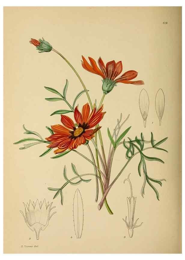 Reproducción/Reproduction 49758067682: The Flowering plants of Africa.. Pretoria [etc.]Botanical Research Institute, Dept. of Agricultural Technical Services, Republic of South Africa.. 