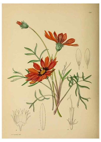 Reproducción/Reproduction 49758067682: The Flowering plants of Africa.. Pretoria [etc.]Botanical Research Institute, Dept. of Agricultural Technical Services, Republic of South Africa.. 