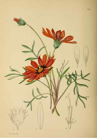 Reproducción/Reproduction 49758067682: The Flowering plants of Africa.. Pretoria [etc.]Botanical Research Institute, Dept. of Agricultural Technical Services, Republic of South Africa.. 