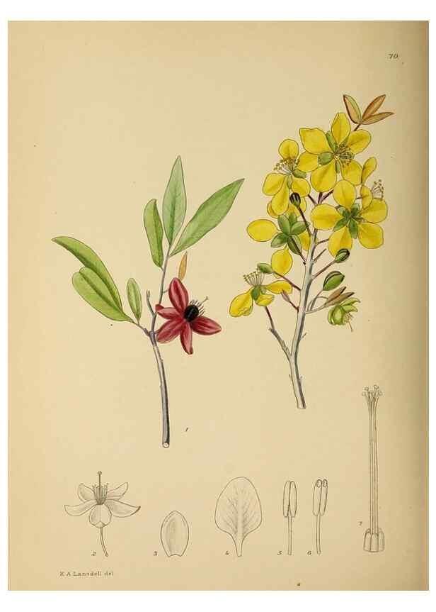 Reproducción/Reproduction 49758067972: The Flowering plants of Africa.. Pretoria [etc.]Botanical Research Institute, Dept. of Agricultural Technical Services, Republic of South Africa.. 