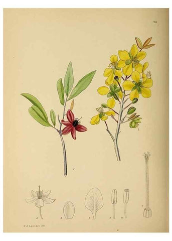 Reproducción/Reproduction 49758067972: The Flowering plants of Africa.. Pretoria [etc.]Botanical Research Institute, Dept. of Agricultural Technical Services, Republic of South Africa.. 