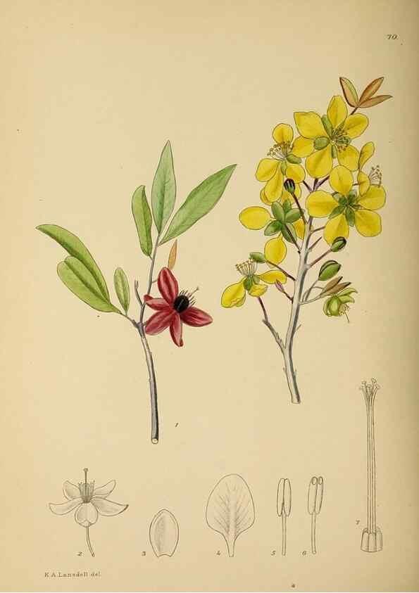 Reproducción/Reproduction 49758067972: The Flowering plants of Africa.. Pretoria [etc.]Botanical Research Institute, Dept. of Agricultural Technical Services, Republic of South Africa.. 