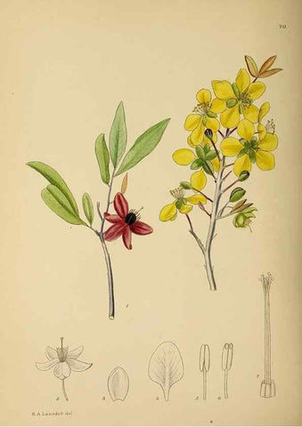 Reproducción/Reproduction 49758067972: The Flowering plants of Africa.. Pretoria [etc.]Botanical Research Institute, Dept. of Agricultural Technical Services, Republic of South Africa.. 