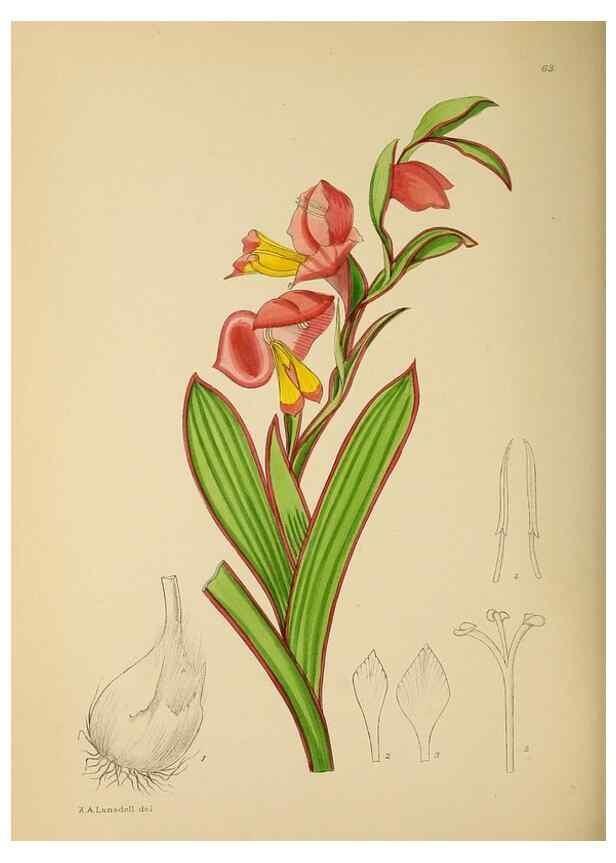Reproducción/Reproduction 49757205133: The Flowering plants of Africa.. Pretoria [etc.]Botanical Research Institute, Dept. of Agricultural Technical Services, Republic of South Africa.. 