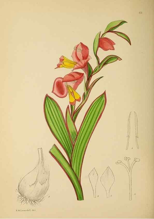 Reproducción/Reproduction 49757205133: The Flowering plants of Africa.. Pretoria [etc.]Botanical Research Institute, Dept. of Agricultural Technical Services, Republic of South Africa.. 