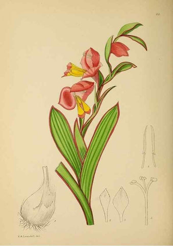 Reproducción/Reproduction 49757205133: The Flowering plants of Africa.. Pretoria [etc.]Botanical Research Institute, Dept. of Agricultural Technical Services, Republic of South Africa.. 