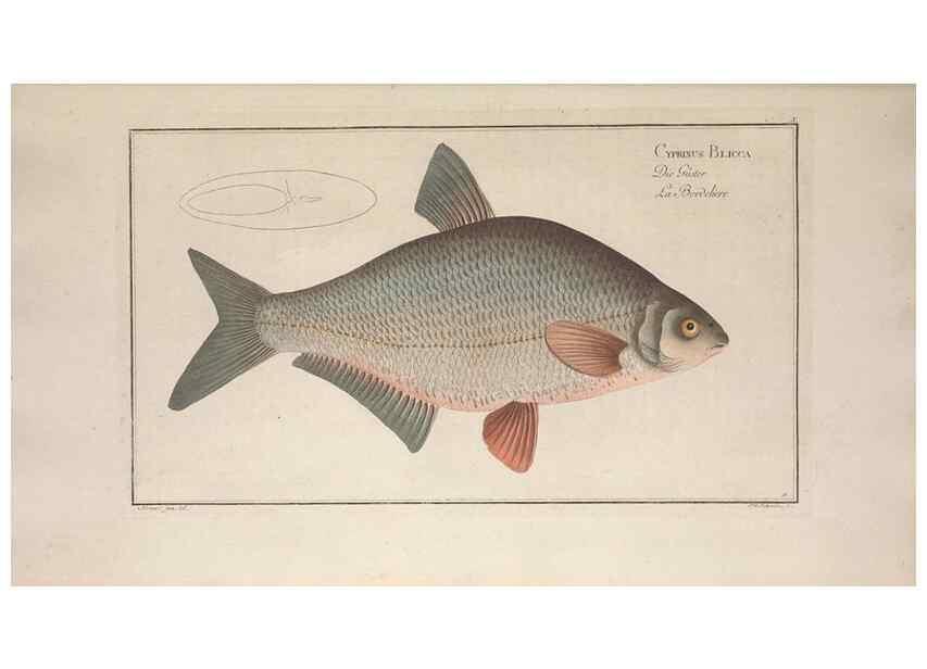 Reproducción/Reproduction 49768606068: Ichtyologie, ou, Histoire naturelle, générale et particulière des poissons :. A Berlin :Chez l'auteur, & chez François de la Garde libraire,1785-1797.. 