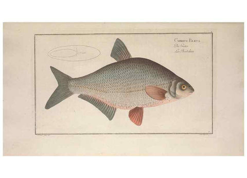 Reproducción/Reproduction 49768606068: Ichtyologie, ou, Histoire naturelle, générale et particulière des poissons :. A Berlin :Chez l'auteur, & chez François de la Garde libraire,1785-1797.. 