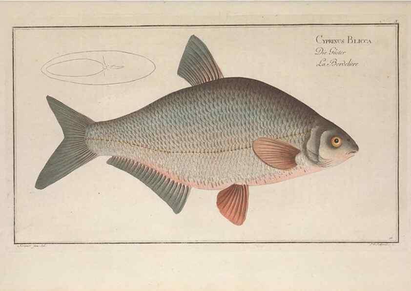 Reproducción/Reproduction 49768606068: Ichtyologie, ou, Histoire naturelle, générale et particulière des poissons :. A Berlin :Chez l'auteur, & chez François de la Garde libraire,1785-1797.. 