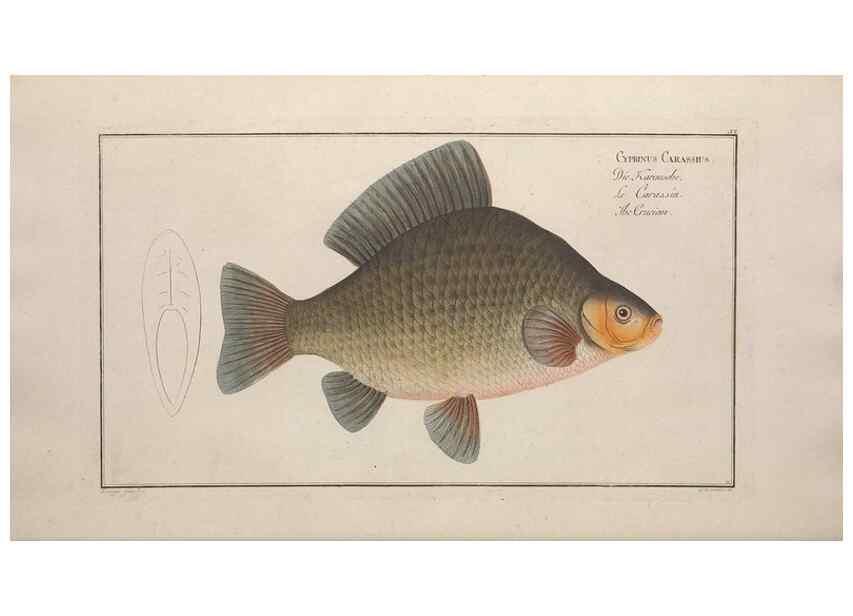 Reproducción/Reproduction 49768606423: Ichtyologie, ou, Histoire naturelle, générale et particulière des poissons :. A Berlin :Chez l'auteur, & chez François de la Garde libraire,1785-1797.. 