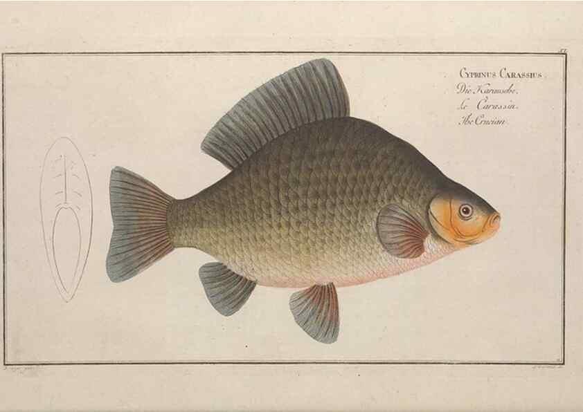 Reproducción/Reproduction 49768606423: Ichtyologie, ou, Histoire naturelle, générale et particulière des poissons :. A Berlin :Chez l'auteur, & chez François de la Garde libraire,1785-1797.. 