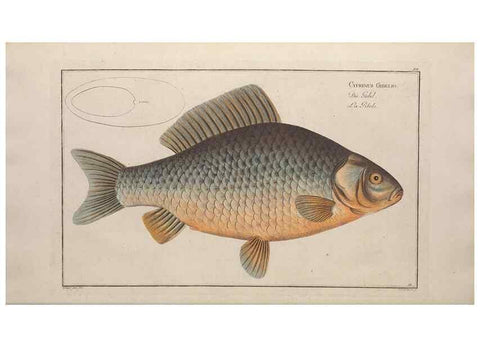 Reproducción/Reproduction 49768606913: Ichtyologie, ou, Histoire naturelle, générale et particulière des poissons :. A Berlin :Chez l'auteur, & chez François de la Garde libraire,1785-1797.. 