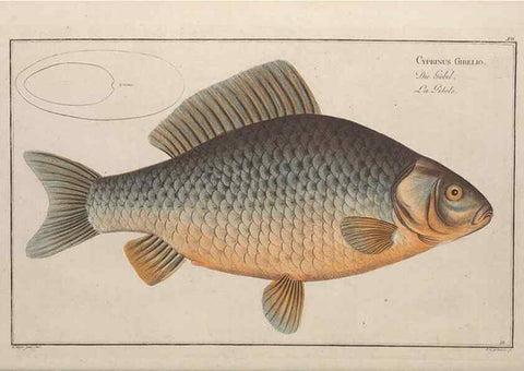 Reproducción/Reproduction 49768606913: Ichtyologie, ou, Histoire naturelle, générale et particulière des poissons :. A Berlin :Chez l'auteur, & chez François de la Garde libraire,1785-1797.. 