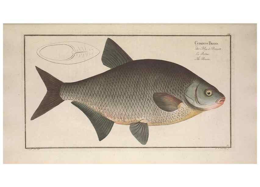 Reproducción/Reproduction 49768607213: Ichtyologie, ou, Histoire naturelle, générale et particulière des poissons :. A Berlin :Chez l'auteur, & chez François de la Garde libraire,1785-1797.. 