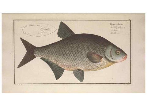 Reproducción/Reproduction 49768607213: Ichtyologie, ou, Histoire naturelle, générale et particulière des poissons :. A Berlin :Chez l'auteur, & chez François de la Garde libraire,1785-1797.. 