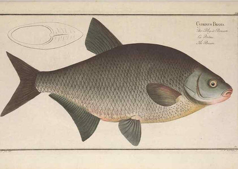 Reproducción/Reproduction 49768607213: Ichtyologie, ou, Histoire naturelle, générale et particulière des poissons :. A Berlin :Chez l'auteur, & chez François de la Garde libraire,1785-1797.. 