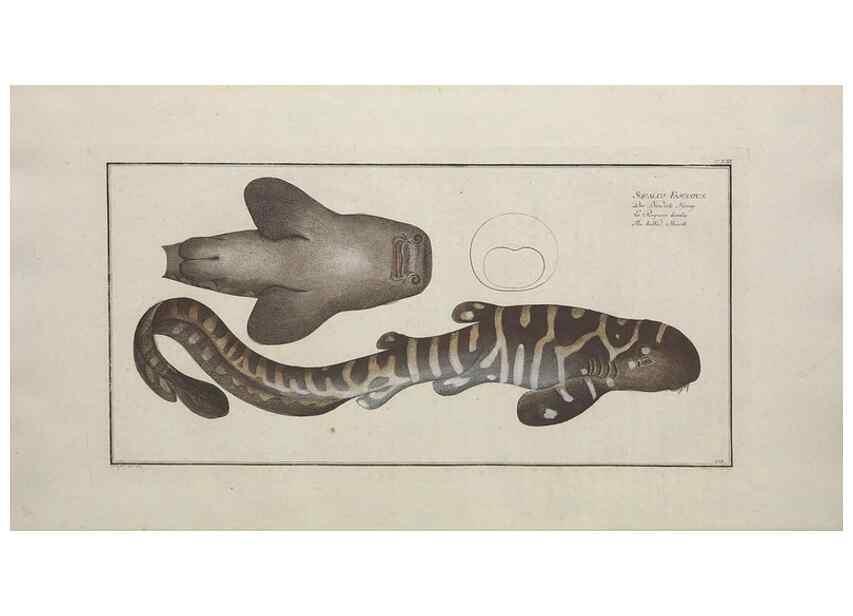 Reproducción/Reproduction 49770496406: Ichtyologie, ou, Histoire naturelle, générale et particulière des poissons :. A Berlin :Chez l'auteur, & chez François de la Garde libraire,1785-1797.. 