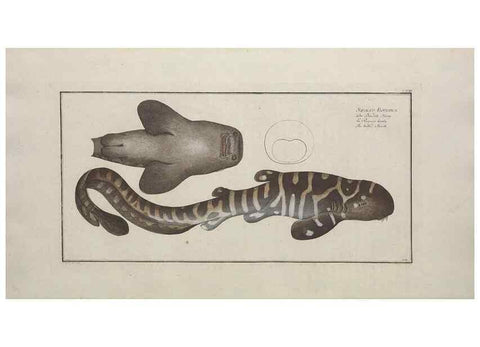 Reproducción/Reproduction 49770496406: Ichtyologie, ou, Histoire naturelle, générale et particulière des poissons :. A Berlin :Chez l'auteur, & chez François de la Garde libraire,1785-1797.. 