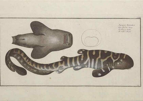 Reproducción/Reproduction 49770496406: Ichtyologie, ou, Histoire naturelle, générale et particulière des poissons :. A Berlin :Chez l'auteur, & chez François de la Garde libraire,1785-1797.. 