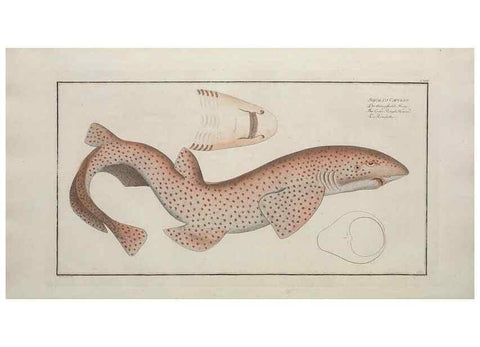Reproducción/Reproduction 49769964353: Ichtyologie, ou, Histoire naturelle, générale et particulière des poissons :. A Berlin :Chez l'auteur, & chez François de la Garde libraire,1785-1797.. 