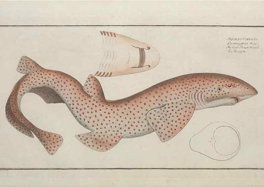 Reproducción/Reproduction 49769964353: Ichtyologie, ou, Histoire naturelle, générale et particulière des poissons :. A Berlin :Chez l'auteur, & chez François de la Garde libraire,1785-1797.. 