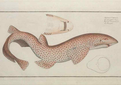 Reproducción/Reproduction 49769964353: Ichtyologie, ou, Histoire naturelle, générale et particulière des poissons :. A Berlin :Chez l'auteur, & chez François de la Garde libraire,1785-1797.. 